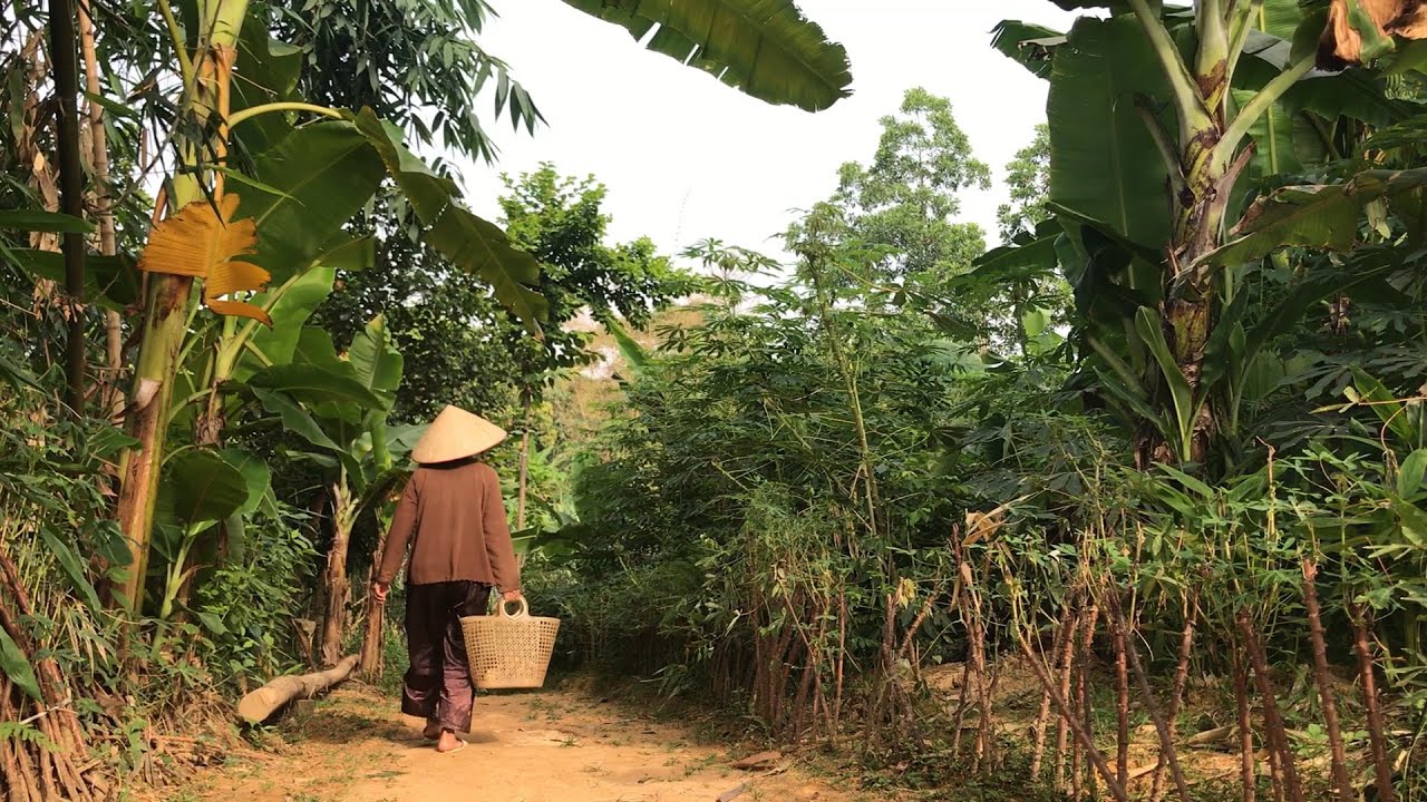 KHOAI MÔN MẸ LUỘC BỞ NGON ĐẬM ĐÀ HƯƠNG VỊ QUÊ NHÀ